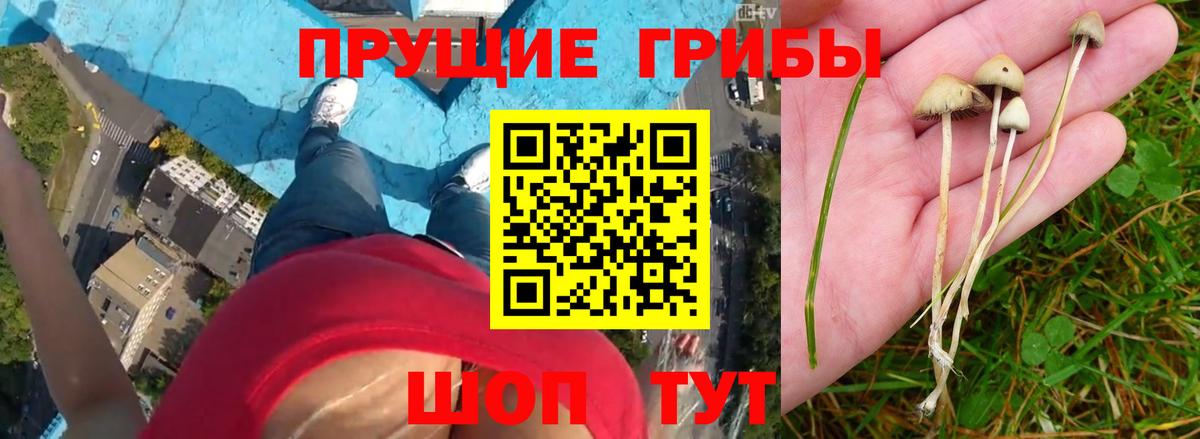 Саров  наркошоп  Вход с VPN  Псилоцибиновые грибы прущие грибы 